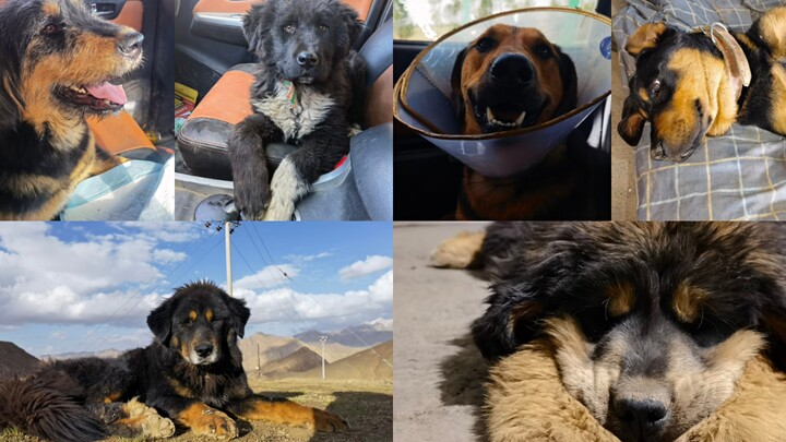 Tentang bagaimana saya memelihara sekumpulan anjing Tibetan Mastiff yang sama sekali tidak tampak se