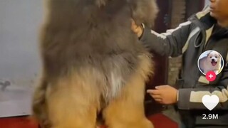 giant dog