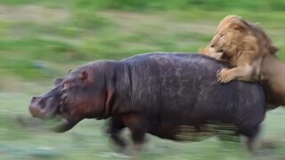 “เจอสิงโตในป่าจะทำยังไงน่ะเหรอ? ก็รวมร่างเป็นเกราะ แปลงจากขับเคลื่อนสี่ล้อเป็นขับเคลื่อนหกล้อสิ!”