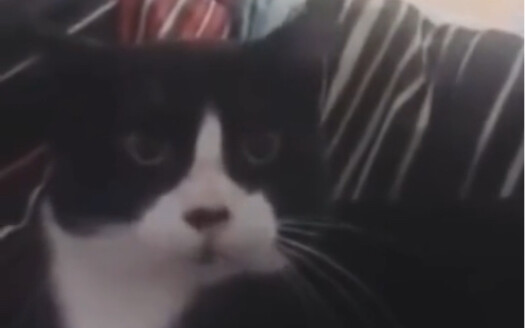 Cat Woof!