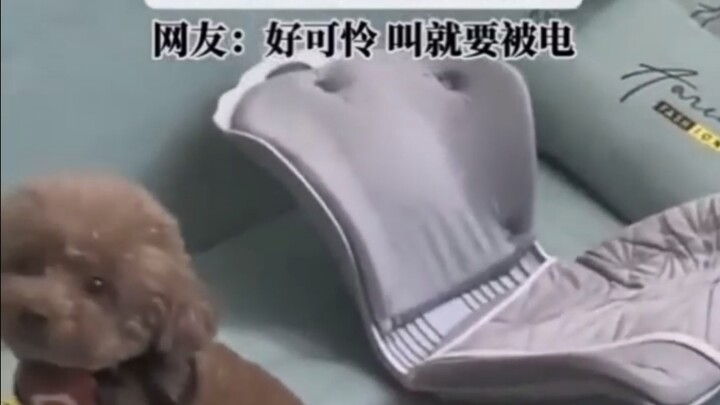 Daripada pusing mikir cara menyiksa anjing, lebih baik pakai ide cemerlang untuk mencintai anjing.