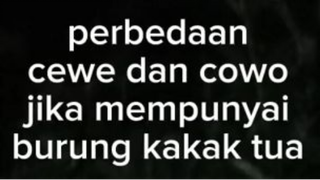 Perbedaan Burung Kakak Tua Milik Laki Laki Dan Perempuan