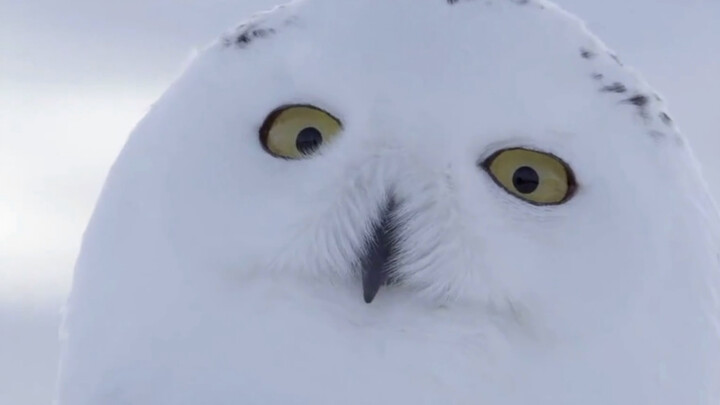 Snowy Owls who are not geniuses: no magic is allowed to cross the river