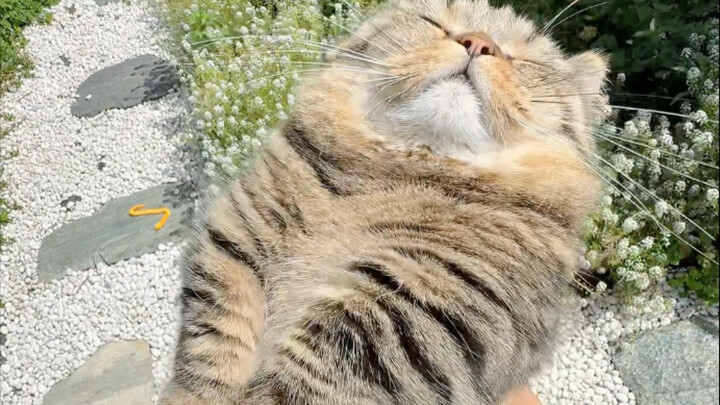 شمس بدرجة حرارة تتجاوز الثلاثين! هناك أسباب خاصة لحب هذه السمكة للاستحمام بالشمس.