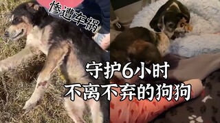 Untuk menyelamatkan temannya dari kecelakaan mobil, anjing malaikat menunggu penyelamatan di jalan s