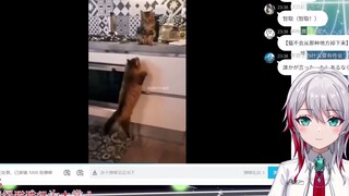 สาวธรรมชาติชาวญี่ปุ่น คว้ารางวัล "Maximum Cat Behaviour Awards"