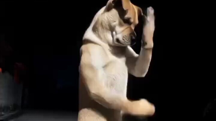 Dog 🐕 Dance