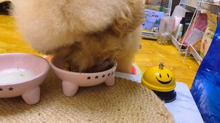 Animal|Dog Pretend To Be Angry