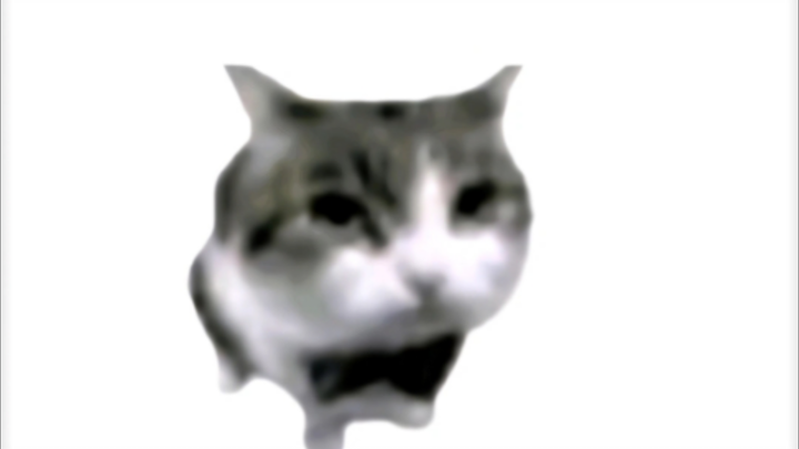 Cat 🎁