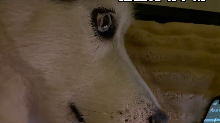 Một ngày chất lượng của chú chó già 9 tuổi