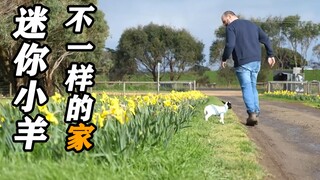 Ditinggalkan oleh ibunya sejak lahir, domba mini kecil yang hanya berukuran 1/4 dari bayi domba lain