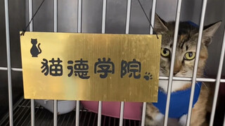 绑架代替购买，绑架不成很生气，拆它个蛋再说