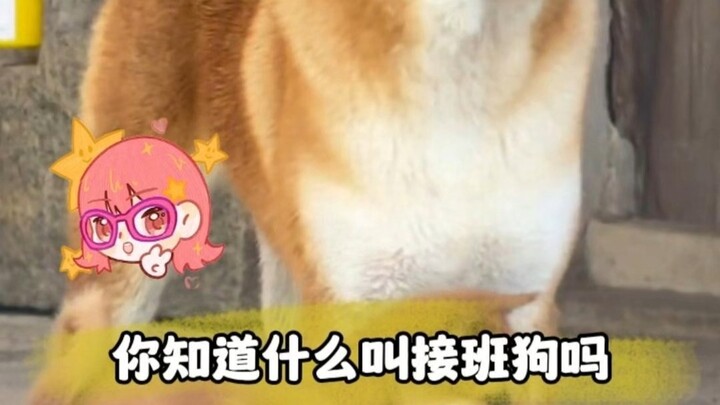 Dogs really love you even more than you can imagine 1