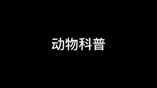动物科普