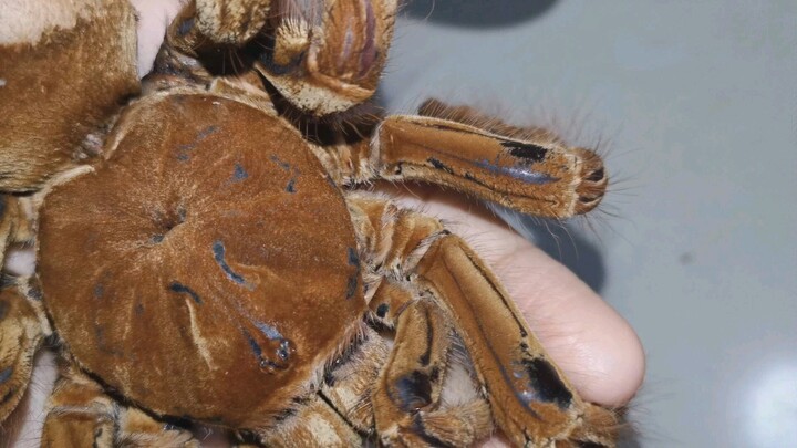 The Mechanism Behind How Big Spiders Make Sounds