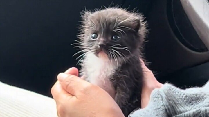 Great, it’s a little kitten!