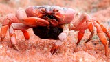 Kepiting merah besar terus memasukkan kepiting kecil ke dalam mulutnya, dan masing-masing kepiting t