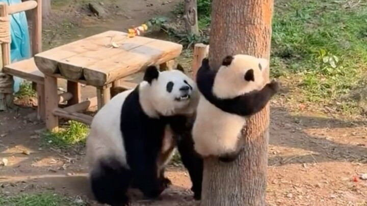 Mom’s trying to teach it that climbing trees can lead to falls, and when you do fall, you should rol