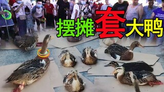 小伙花600块钱摆摊套大鸭，场面全面失控，一个小时就套光了！