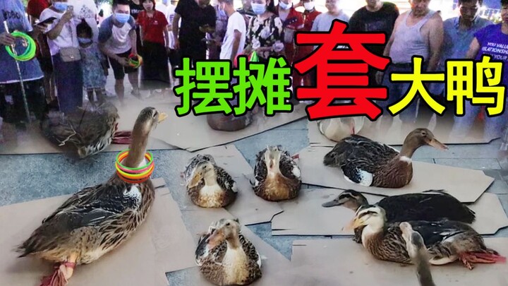 小伙花600块钱摆摊套大鸭，场面全面失控，一个小时就套光了！