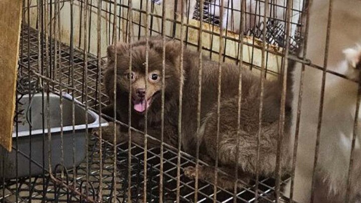 This time it’s for real—Xue’er finally has a little sister!