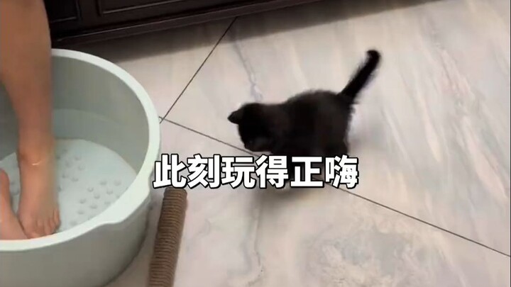 Người dạy mèo không chịu học, việc dạy mèo một lần là nhớ ngay