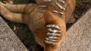 "Felids Are Very Vigilant When They're Sleeping"