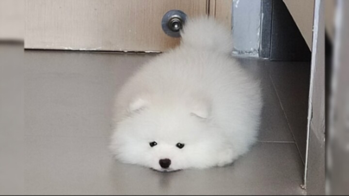 “🐶 Yeye Dango Sangat Menggemaskan”