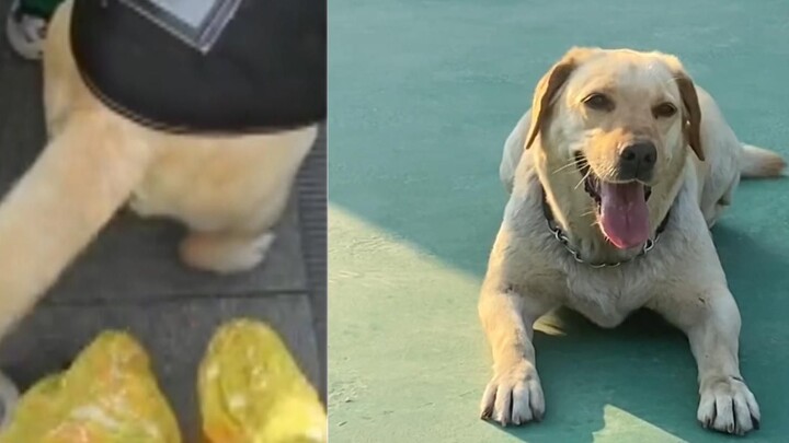 فتاة تُصفع بذيل كلب شرطة، والشرطة تطلب من الكلب تسجيل فيديو اعتذار، وتصبح مضحكة جداً على الإنترنت