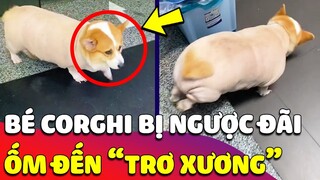 Tội nghiệp bé CORGHI 'ỐM NHOM ỐM NHẮT' đi thang máy 'KHÔNG THỞ NỔI' làm ai cũng thương cảm 🤣 Gâu Đần