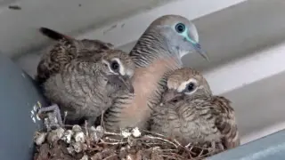 Post-Fledging: Last evening DOVE Chicks Nested with Mum