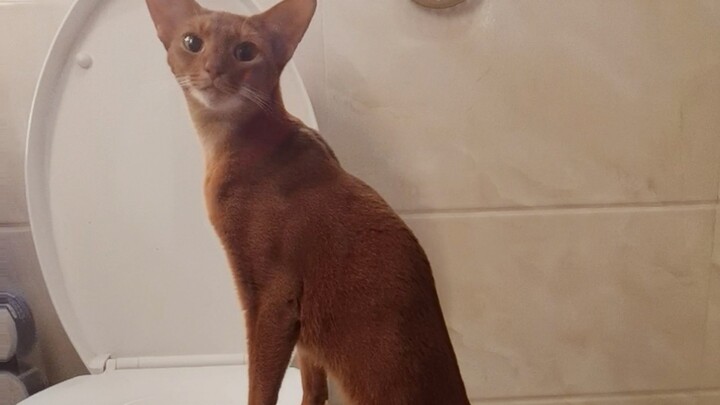 Nuôi một chú mèo, mỗi ngày còn phải chống chọi với nó