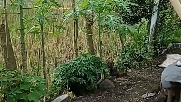 Kapan Hujan?