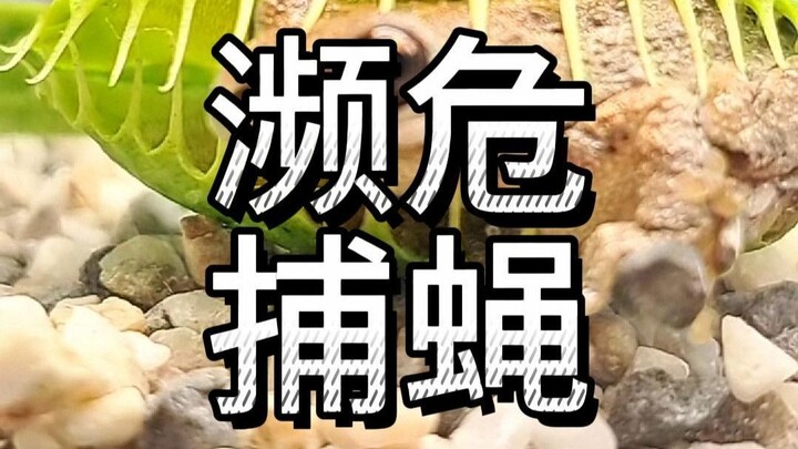 Is the Venus flytrap an endangered species? How long does it take for a Venus flytrap to digest a ca