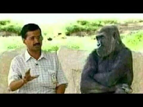 Video Random Para Tolol 2020 - Asupan Meme (Reaction Video Lucu)