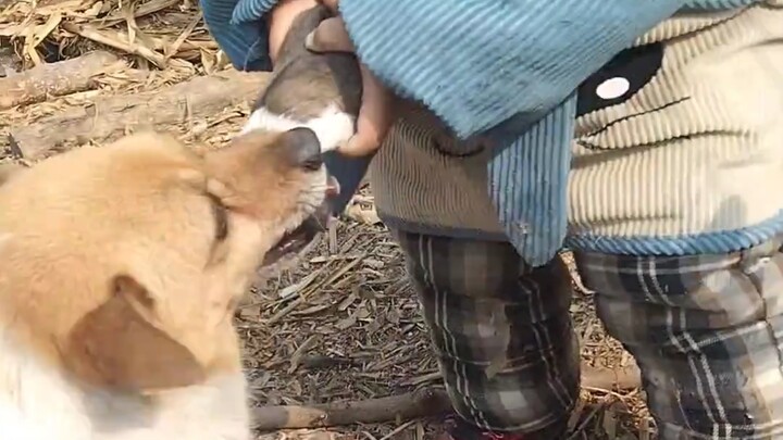 A child snatched a puppy, and the dog mom nearly panicked to death.