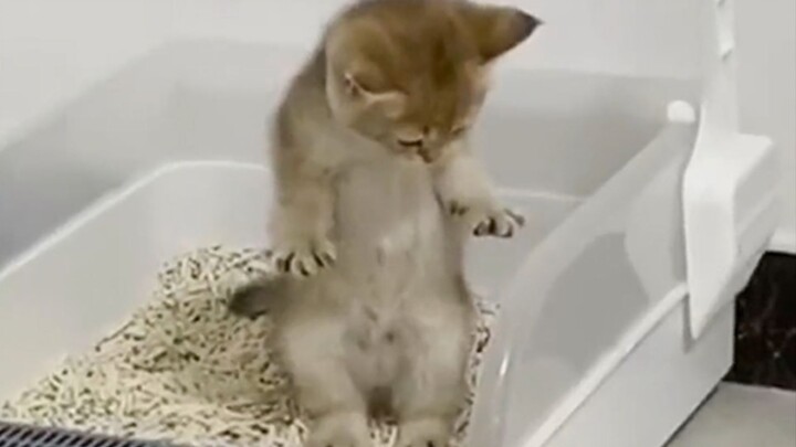 Mèo: Lúc bị táo bón thì ai còn quan tâm đến hình tượng nữa chứ!