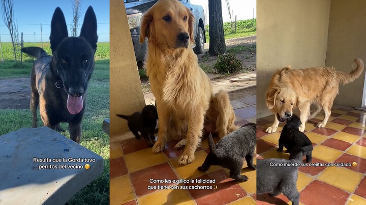 الجولدن ريتريفر: صرت أبًا بالصدفة، والد الطفل هو الكلب الأسود الجار!