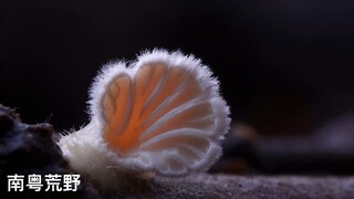 Schizophyllum with Cat-Paw-Like Fissures