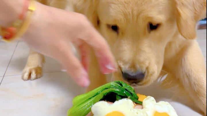 Dog: We must eat dumplings on the Winter Solstice.