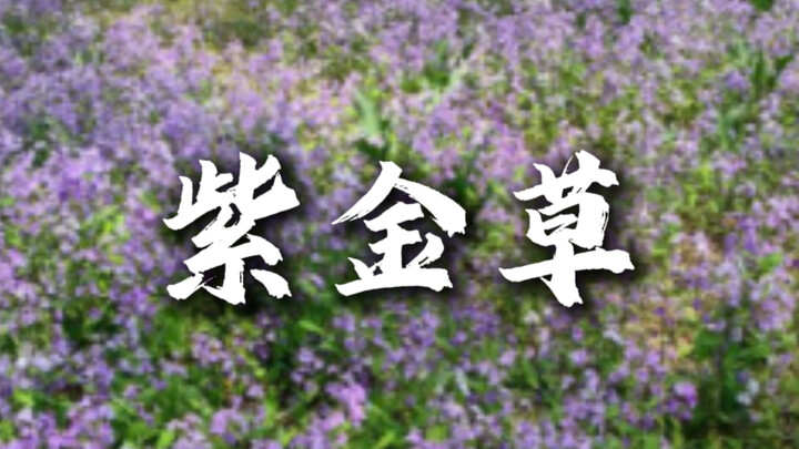 ดูให้จบอย่างตั้งใจ