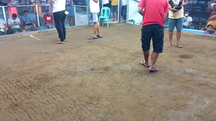 1st Win Personal Breed (Golden Boy broodcock x Melsims hen) cock name is Uno