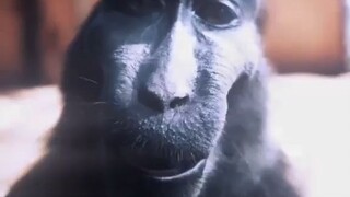 signa monkey