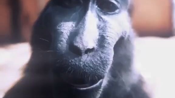 signa monkey