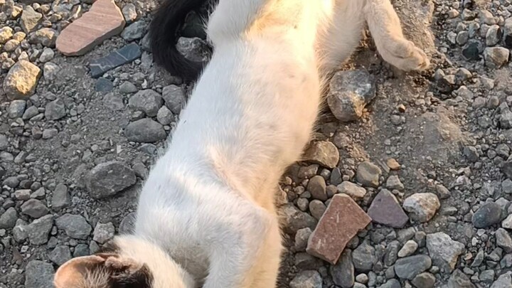 that one little weird cat