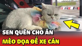 Con Sen quên cho ăn, chú mèo ra GIỮA ĐƯỜNG đường nằm để hù dọa 😂 | Yêu Lu