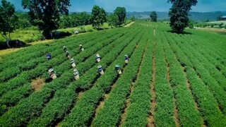 สุภาพบุรุษชาวดิน 7