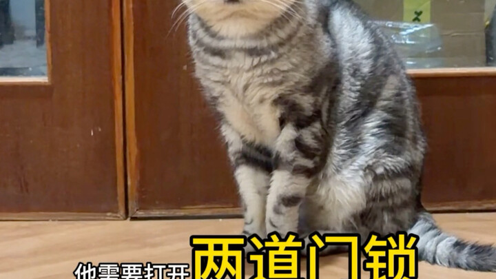Did I steal the mother cat’s baby?