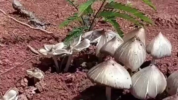 A Pu’er netizen stumbled upon a patch of chicken-of-the-woods mushrooms…