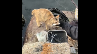 [Pecinta Kucing] Kucing: Kepalaku berdengung...